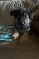 Lime Collar Female, a female German Shepherd Dog for sale in Belleville, MI – Photo 2 of 2