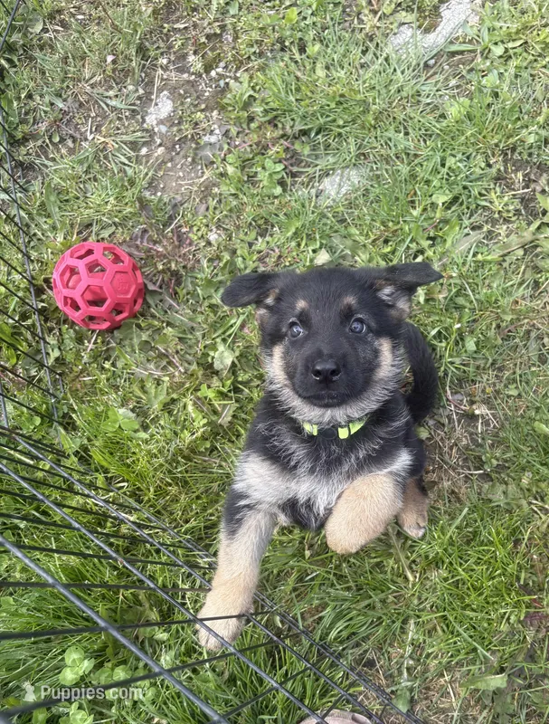 Lime Collar Female – German Shepherd Dog puppy for sale in Belleville, MI