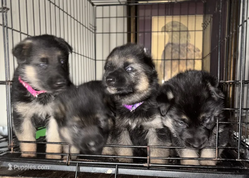 Purple Collar Femake