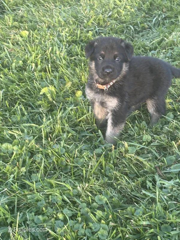 Brown Collar 9-15-26 – German Shepherd Dog puppy for sale in Belleville, MI