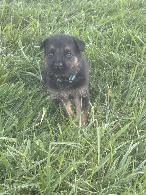 Light Blue Collar 9-20-26 – German Shepherd Dog puppy for sale in Belleville, MI