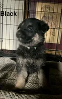 Black Collar 2-9, a male German Shepherd Dog for sale in Belleville, MI – Photo 2 of 4