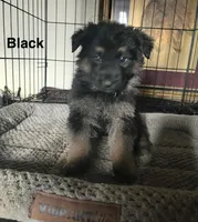 Black Collar 2-9, a male German Shepherd Dog for sale in Belleville, MI – Photo 3 of 4