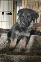 Black Collar 2-9, a male German Shepherd Dog for sale in Belleville, MI – Photo 4 of 4