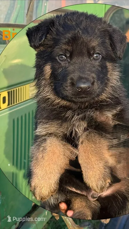 Brown Collar 9-20-26 – German Shepherd Dog puppy for sale in Belleville, MI