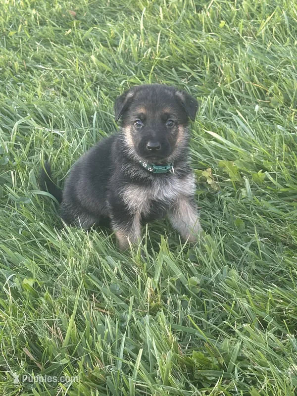 Green Collar 9-15-26 – German Shepherd Dog puppy for sale in Belleville, MI