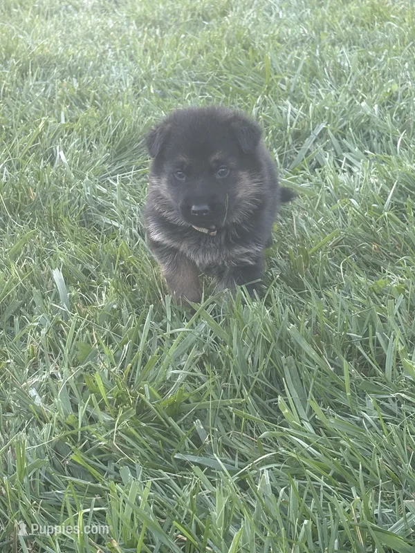 Beige Collar 9-20-26 – German Shepherd Dog puppy for sale in Belleville, MI