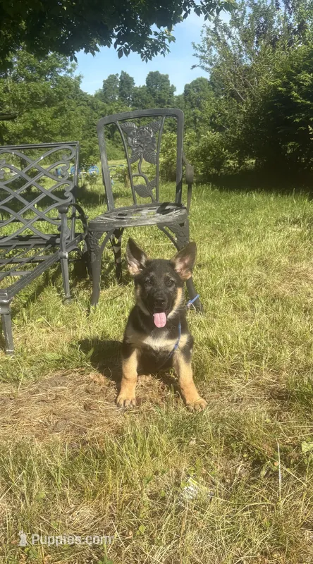 Lime Collar Female – German Shepherd Dog puppy for sale in Belleville, MI
