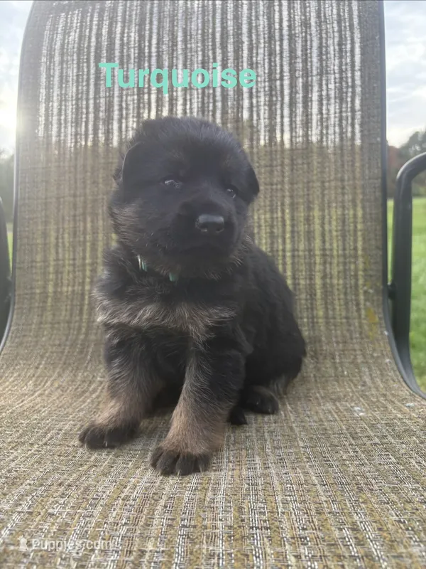 Turquoise Collar 9-20-26 – German Shepherd Dog puppy for sale in Belleville, MI