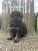 Turquoise Collar 9-20-26, a male German Shepherd Dog for sale in Belleville, MI – 1 of 1