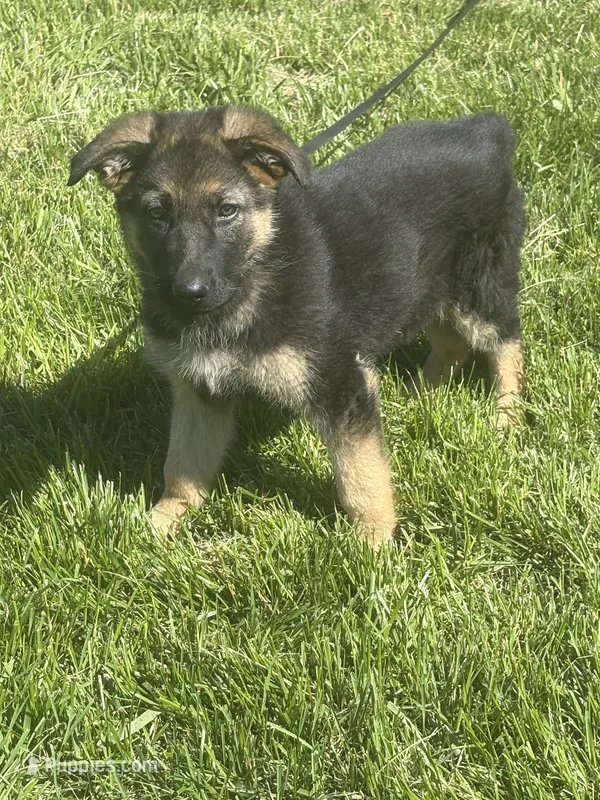 Purple Collar Female – German Shepherd Dog puppy for sale in Belleville, MI