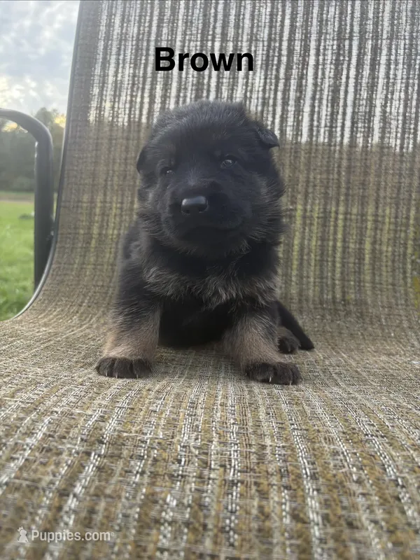 Brown Collar 9-20-26 – German Shepherd Dog puppy for sale in Belleville, MI