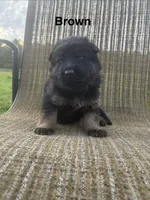 Brown Collar 9-20-26, a male German Shepherd Dog for sale in Belleville, MI – 1 of 1