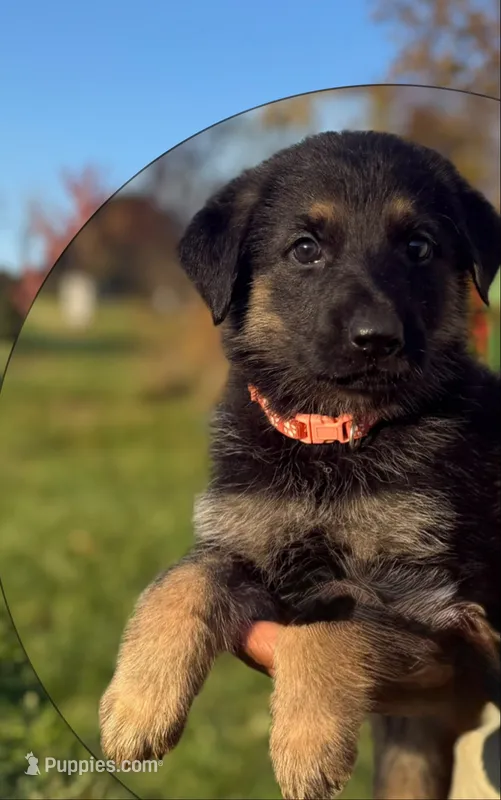 Pink Collar 9-15-26 – German Shepherd Dog puppy for sale in Belleville, MI