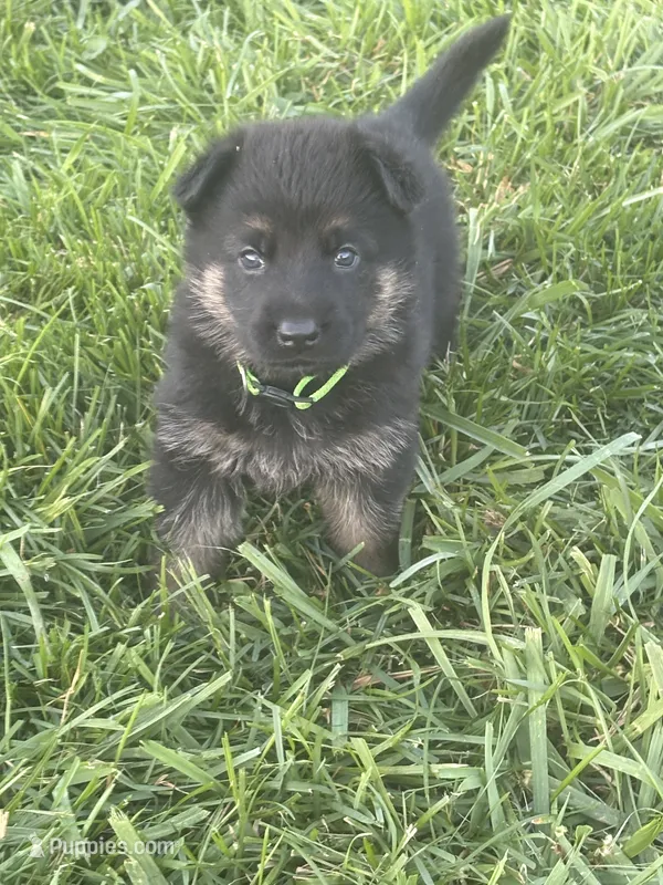 Lime Collar 9-20-26 – German Shepherd Dog puppy for sale in Belleville, MI