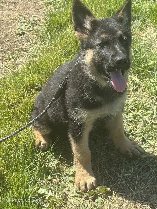 Lime Collar Female – German Shepherd Dog puppy for sale in Belleville, MI