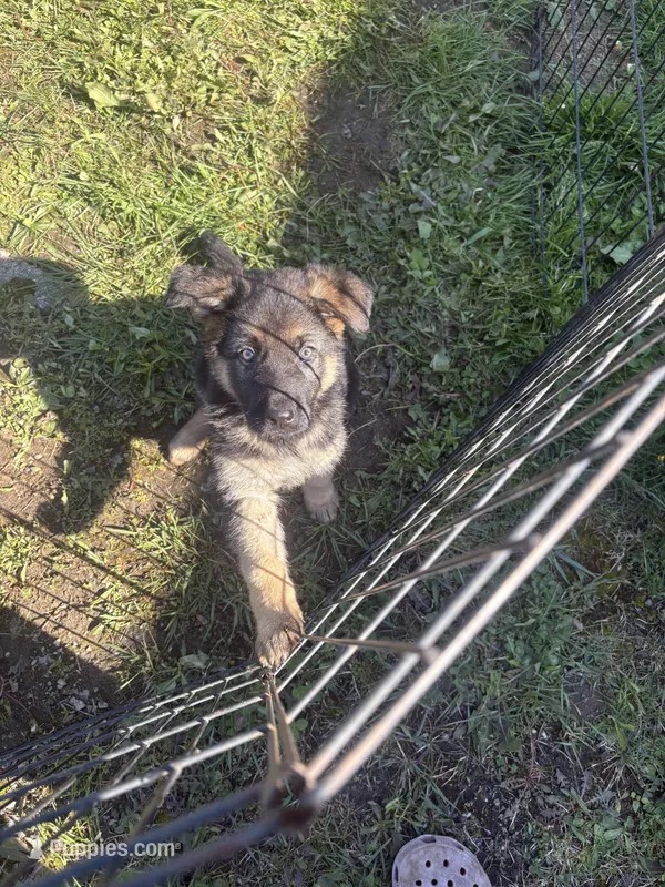 Purple Collar Female – German Shepherd Dog puppy for sale in Belleville, MI