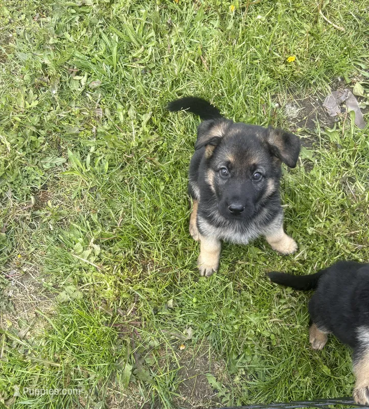Purple Collar Female, a female German Shepherd Dog for sale in Belleville, MI – Photo 1 of 1
