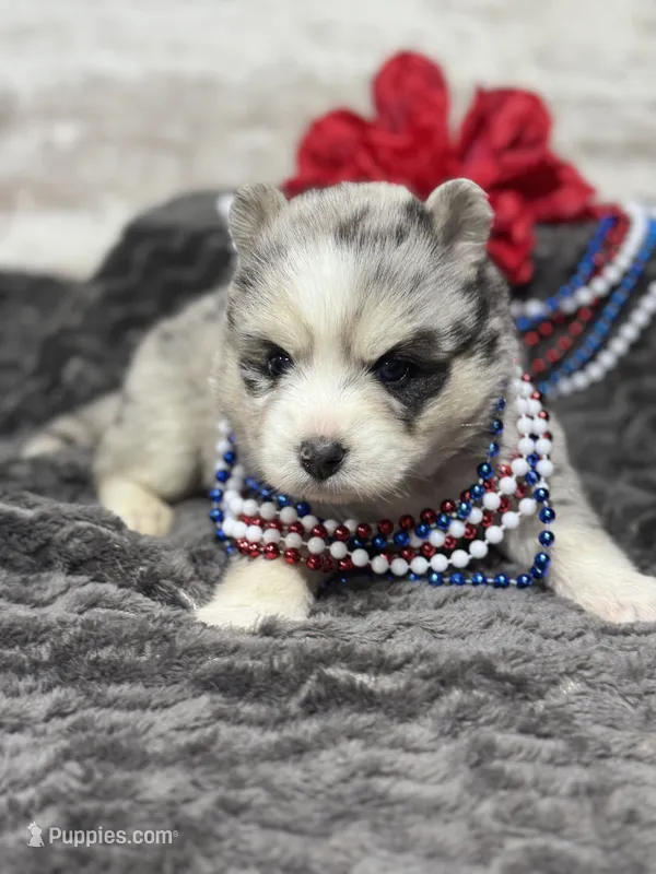 Kali – Pomsky puppy for sale in Portland, IN