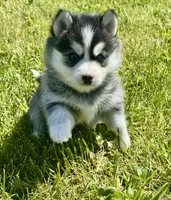 Roscoe, a male Pomsky for sale in Portland, IN – 2 of 9