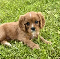 Layla , a female Cavalier King Charles Spaniel for sale in Portland, IN – 2 of 8