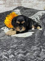 Coco , a female Cavalier King Charles Spaniel for sale in Portland, IN – 8 of 10