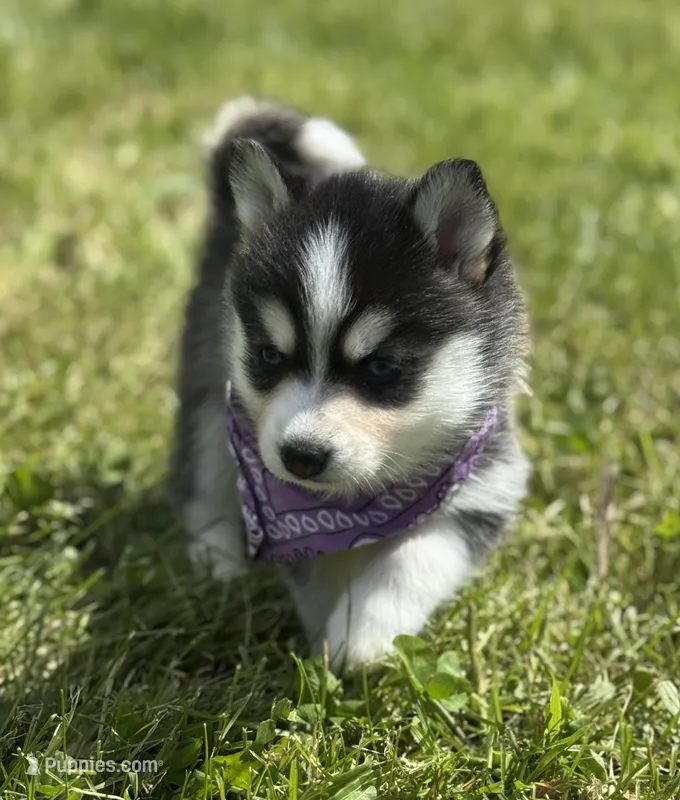 Hattie – Pomsky puppy for sale in Portland, IN