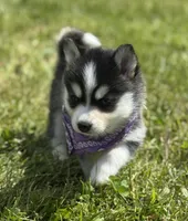 Hattie, a female Pomsky for sale in Portland, IN – 1 of 10
