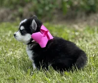 Kia, a female Pomsky for sale in Portland, IN – 8 of 8
