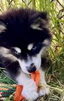 Kash, a female Pomsky for sale in Portland, IN – 6 of 8