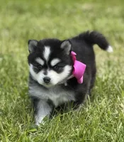 Kia, a female Pomsky for sale in Portland, IN – 7 of 8