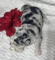 Kami, a female Pomsky for sale in Portland, IN – 5 of 10