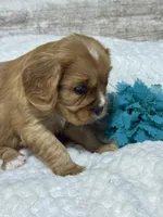 Dodge, a male Cavalier King Charles Spaniel for sale in Portland, IN – 2 of 10