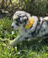 Kami, a female Pomsky for sale in Portland, IN – 6 of 9