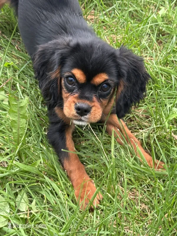 AKC-Coco  – Cavalier King Charles Spaniel puppy for sale in Portland, IN