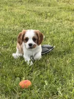 Charlie, a male Cavalier King Charles Spaniel for sale in Portland, IN – 2 of 9