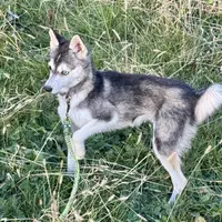 Layla, a female Alaskan Klee Kai for sale in Portland, IN – Photo 1 of 7