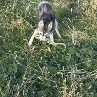 Layla, a female Alaskan Klee Kai for sale in Portland, IN – Photo 7 of 7