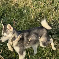 Layla, a female Alaskan Klee Kai for sale in Portland, IN – Photo 5 of 7