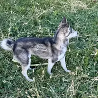 Layla, a female Alaskan Klee Kai for sale in Portland, IN – Photo 6 of 7