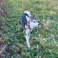 Layla, a female Alaskan Klee Kai for sale in Portland, IN – Photo 3 of 7