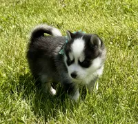 Joker, a male Pomsky for sale in Portland, IN – 7 of 10