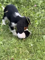 AKC-Lenny, a male Cavalier King Charles Spaniel for sale in Portland, IN – 6 of 9