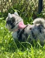 Kali, a female Pomsky for sale in Portland, IN – 8 of 10