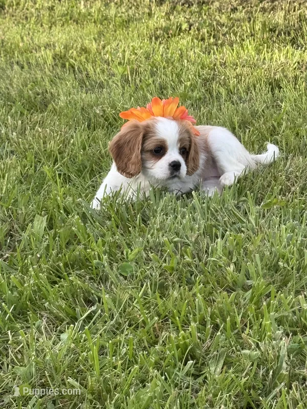Dixie – Cavalier King Charles Spaniel puppy for sale in Portland, IN