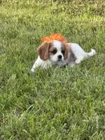 Dixie, a female Cavalier King Charles Spaniel for sale in Portland, IN – 1 of 10