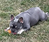 Boone, a male French Bulldog for sale in Portland, IN – 2 of 6