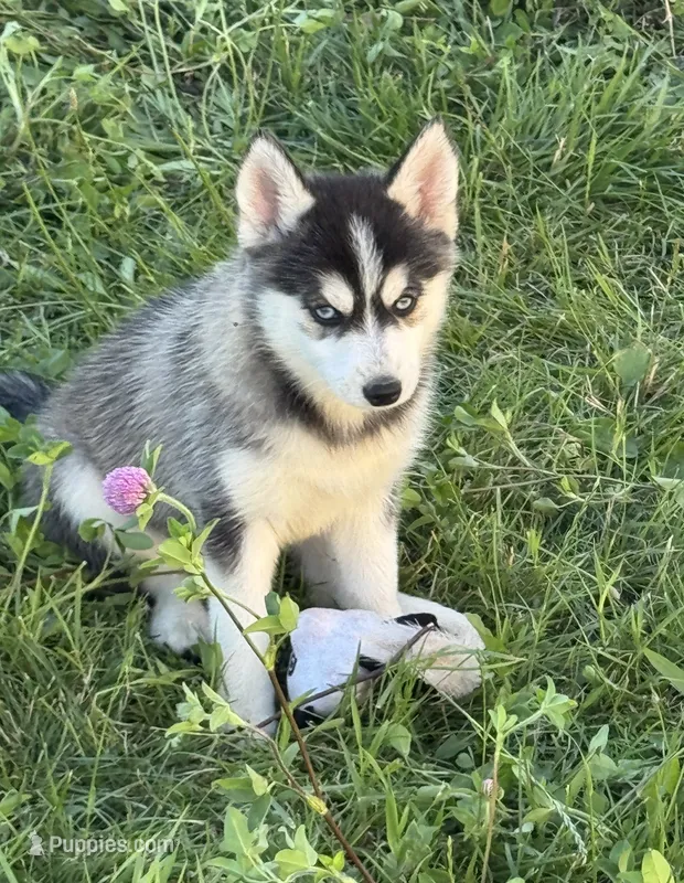 Hattie – Pomsky puppy for sale in Portland, IN