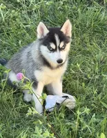 Hattie, a female Pomsky for sale in Portland, IN – 2 of 8