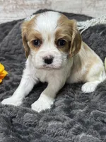 Dixie, a female Cavalier King Charles Spaniel for sale in Portland, IN – 6 of 10